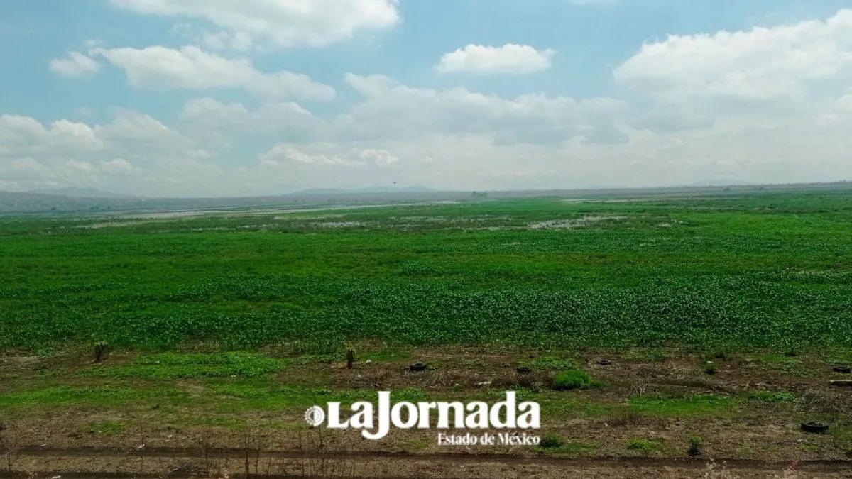 Campesinos invaden unas 400 hectáreas de la Laguna de Zumpango