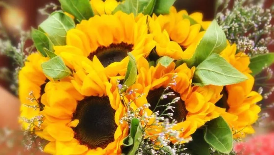 Edomex: ¡Llegó la Primavera! Y este es el motivo del porqué se regalan flores amarillas