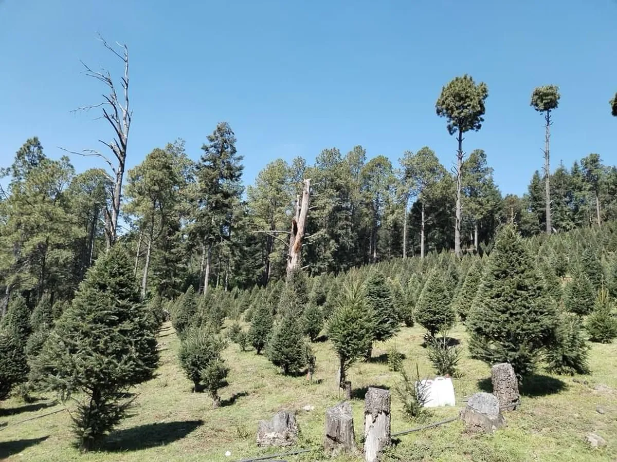 Productores de árboles de navidad buscan el “milagro navideño”