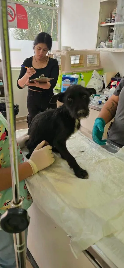 Toluca rescata a 30 perros y gatos por presunto maltrato animal