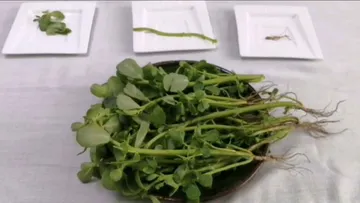 Quelites en Edomex pierden terreno como parte de la cocina tradicional