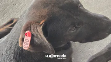 Edomex: Regresa programa ético de control de animales en condición de calle