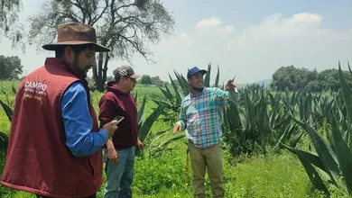 Plaga del picudo en Ixtapaluca va a la baja: SeCampo