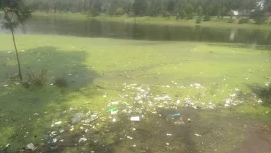 El Lago de Guadalupe podría desaparecer por la acumulación de materia orgánica en exceso