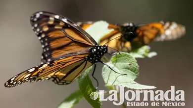 Santuarios de la Mariposa Monarca