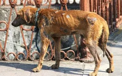 Propaem ha atendido 613 denuncias por maltrato animal