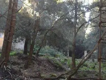 Piden que gobierno federal expropie ejidos para evitar la tala clandestina en Edoméx