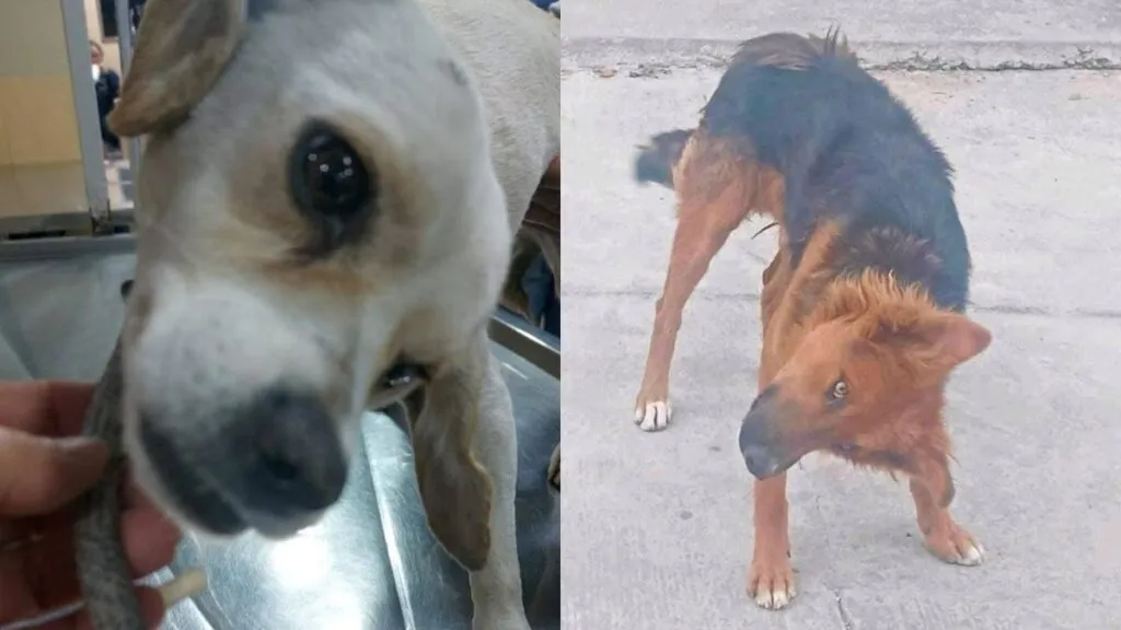 Autoridades de Chimalhuacán niegan redadas y envenenamiento masivo de perros