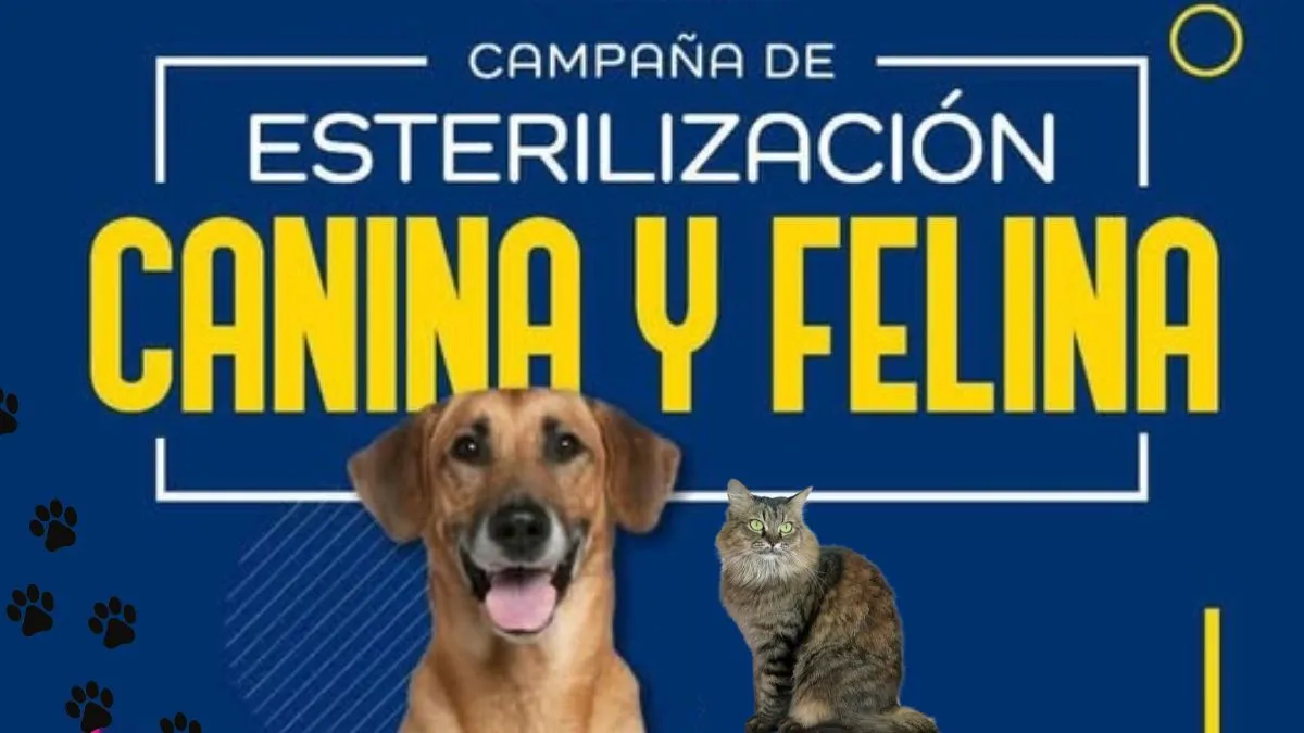 Campaña de esterilización para perros y gatos en Metepec: Fecha y requisitos