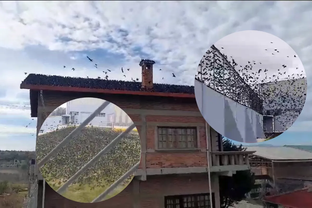 Foto de las aves que invadieron una cancha en Texcoco, Edomex
