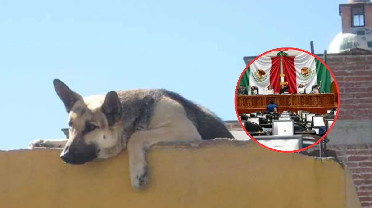 Urgen capacitación ante la Nueva Ley de Protección Animal en el Edomex