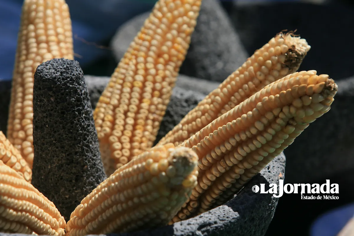 Advierten empresarios incremento en precio de maíz y trigo por la guerra en Ucrania