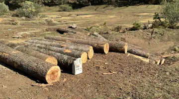 Secretaría de Seguridad incauta madera ilegal en Ocuilan