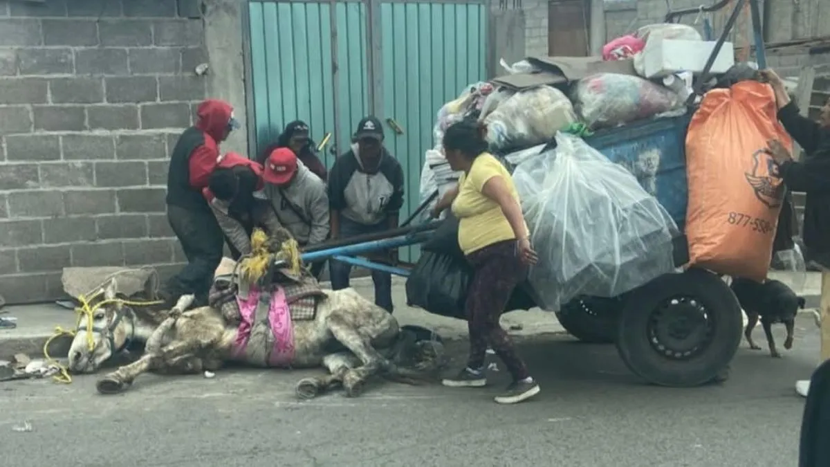 Los Reyes La Paz: Continúa sobreexplotación de equinos