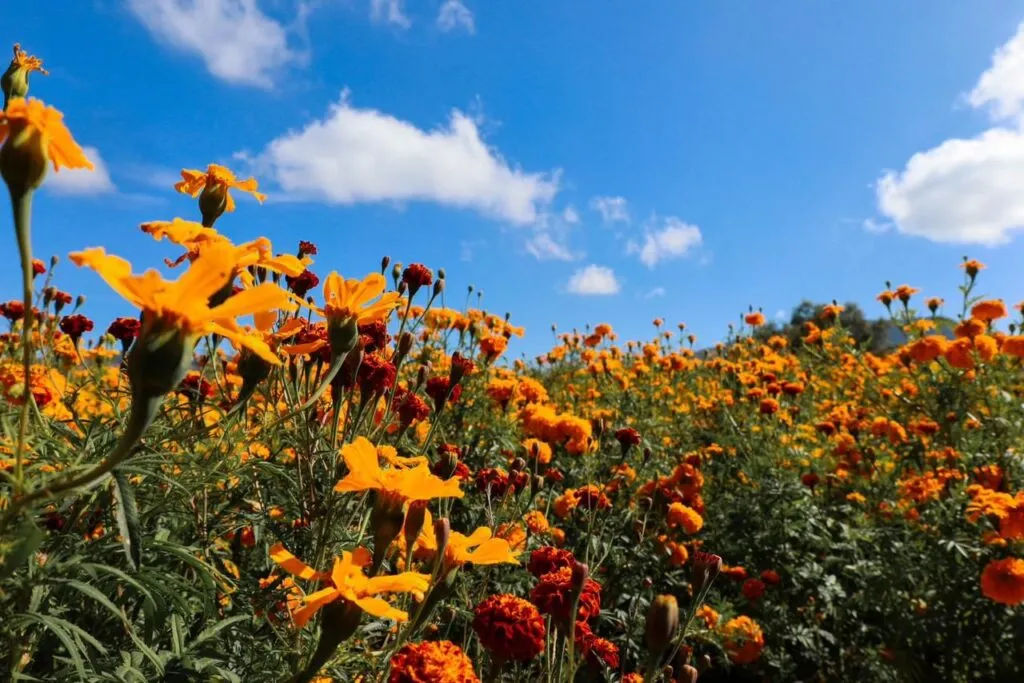 El Gobierno de Texcoco impulsa rutas para que productores comercialicen la Flor de cepasúchil