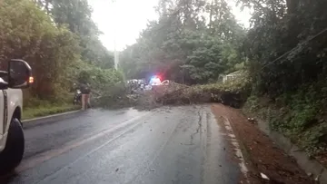 Tenancingo-Malinalco cerrada por caída de árbol