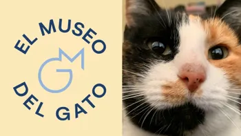 Museo del Gato en CDMX: precios, ubicación y todo lo que puedes encontrar