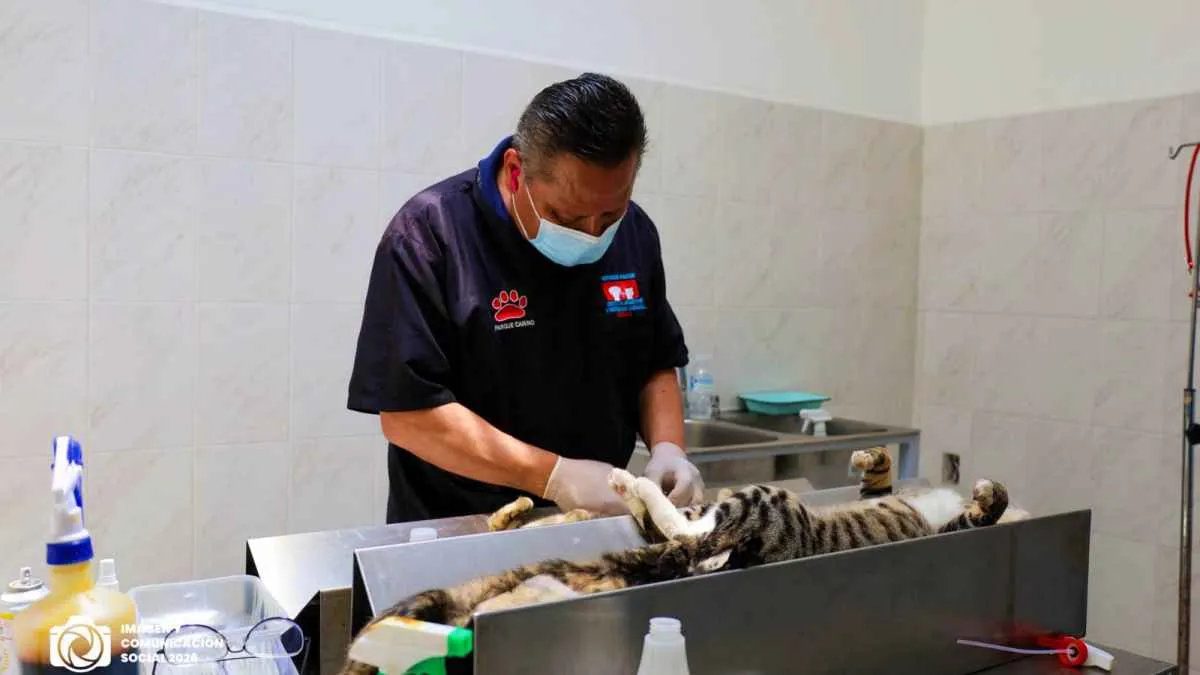 Texcoco esteriliza a 198 ejemplares caninos y felinos