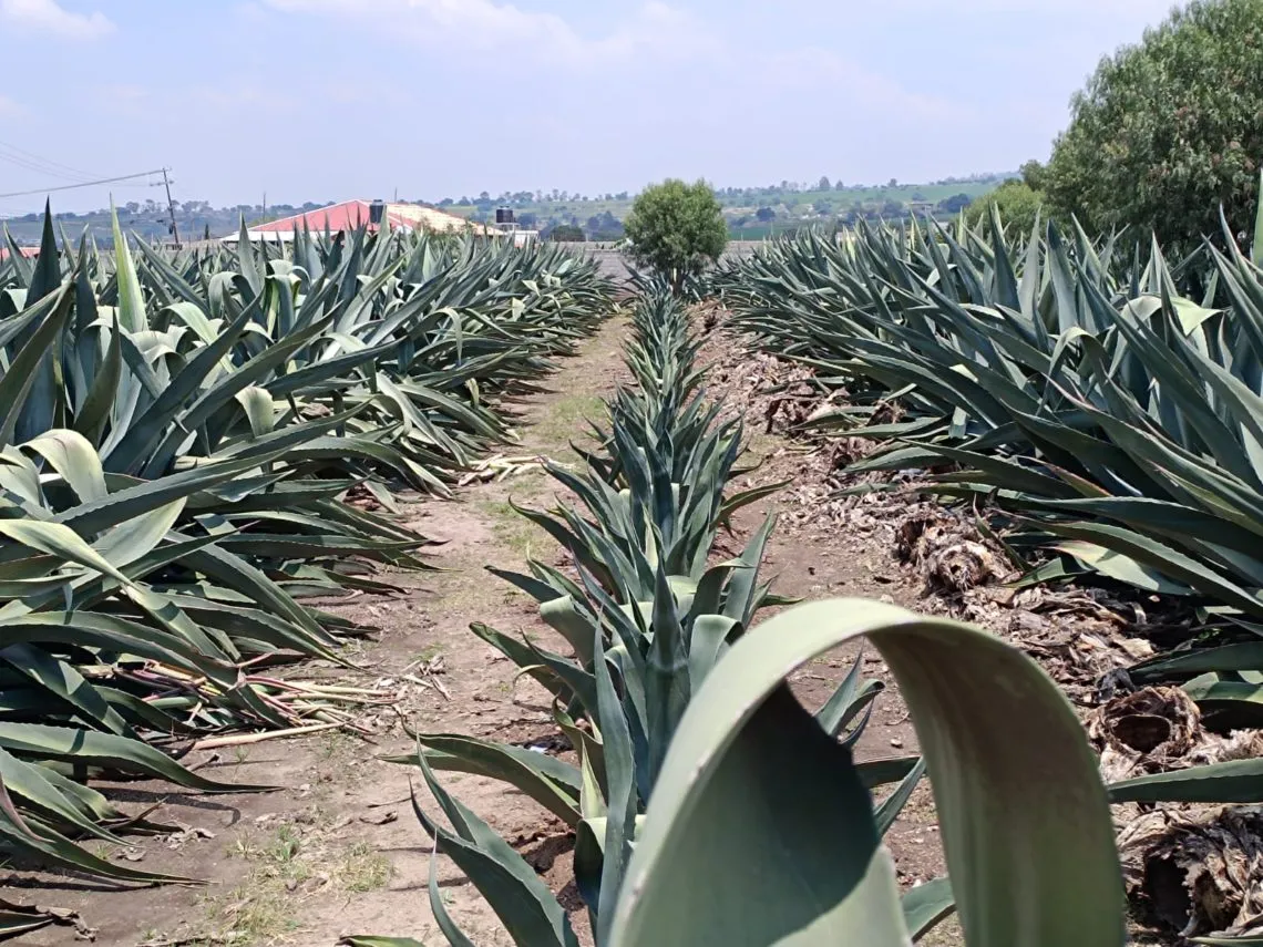 Iztac Octli, tradición de 2 mil años que perdura en Ixtapaluca