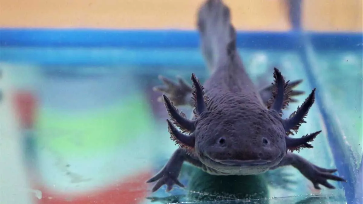 Ajolote de Toluca, una especie única en el mundo