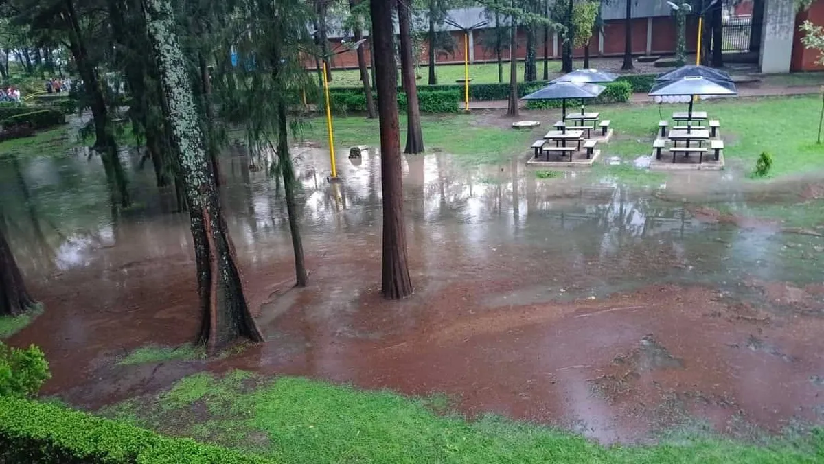 Viento, lluvia y granizo causó el desplome de árboles en diferentes municipios