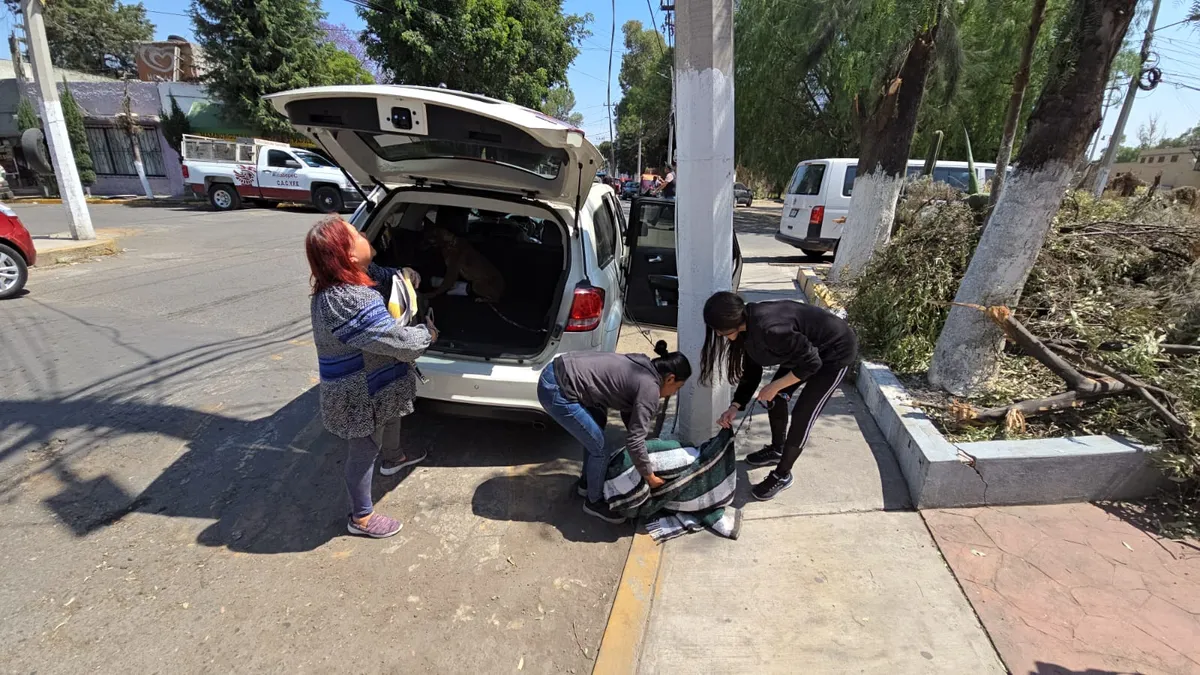 Personal del Centro Municipal de Control y Bienestar Animal acudió al sitio y logró rescatar a cinco perros de la vía pública.