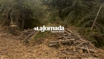 Edomex: Tala ilegal, un detonante de la crisis hídrica en la entidad