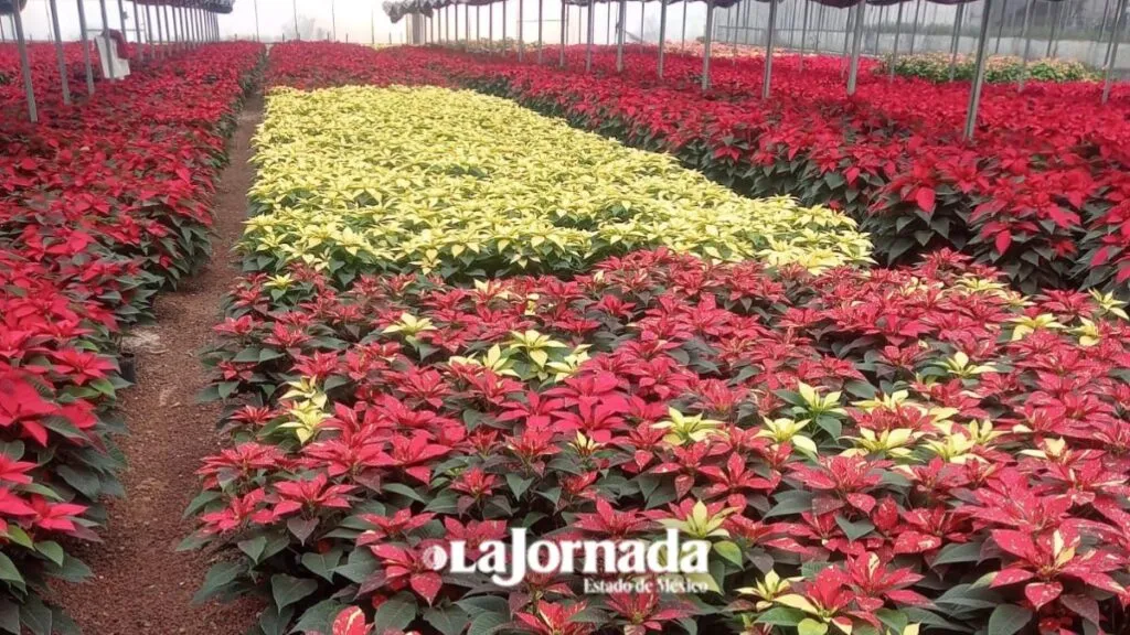 Productores de Texcoco dan vida a la Nochebuena que adorna miles de hogares