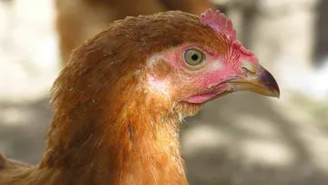 Edomex: Víctima de gripe aviar A (H5N2) eran un hombre mexiquense de 59 años
