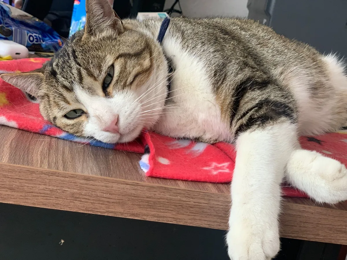 Día Internacional del Gato: ¡Conoce los michis que están en adopción en Toluca!