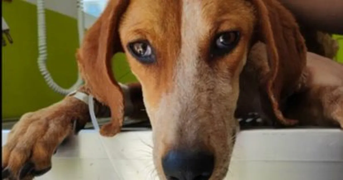 Piden justicia para ‘Génesis’, perrita víctima de maltrato