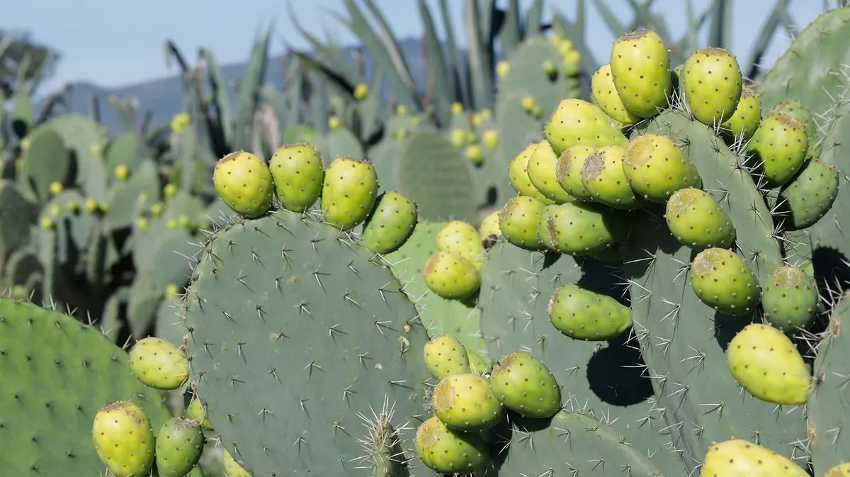 Feria de la tuna convoca a productores del Edomex