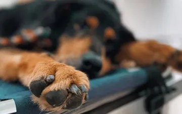maltrato animal