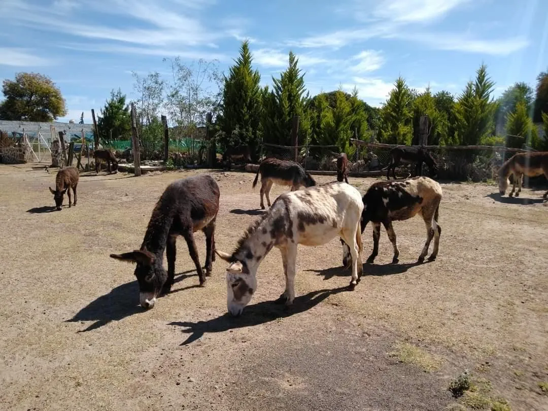 En riesgo de morir 50 ejemplares de “Burrolandia” por falta de alimento