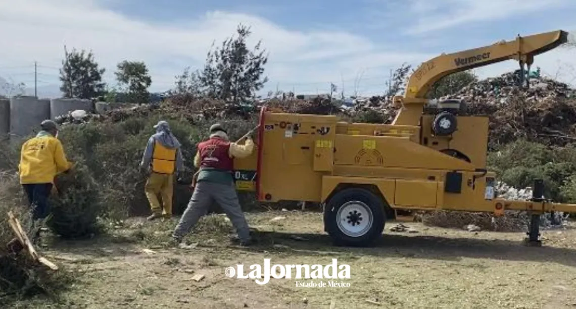 Edomex: Dan sustentabilidad ecológica a árboles de navidad