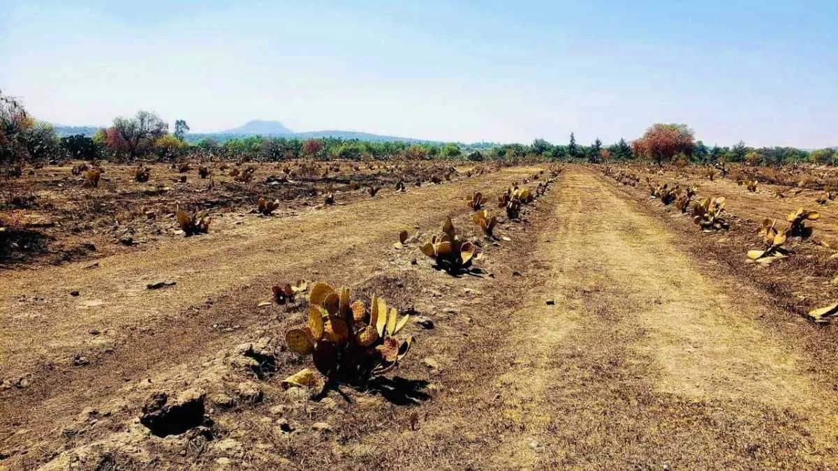 Incendio arrasa con 3 mil plantas de xoconostle y tuna en el Edomex