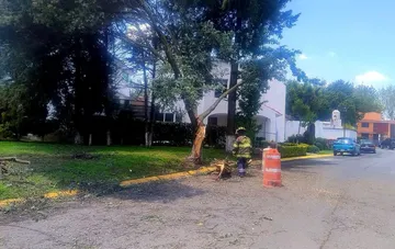 Continúan trabajos para liberar vialidades afectadas por árboles caídos en Toluca