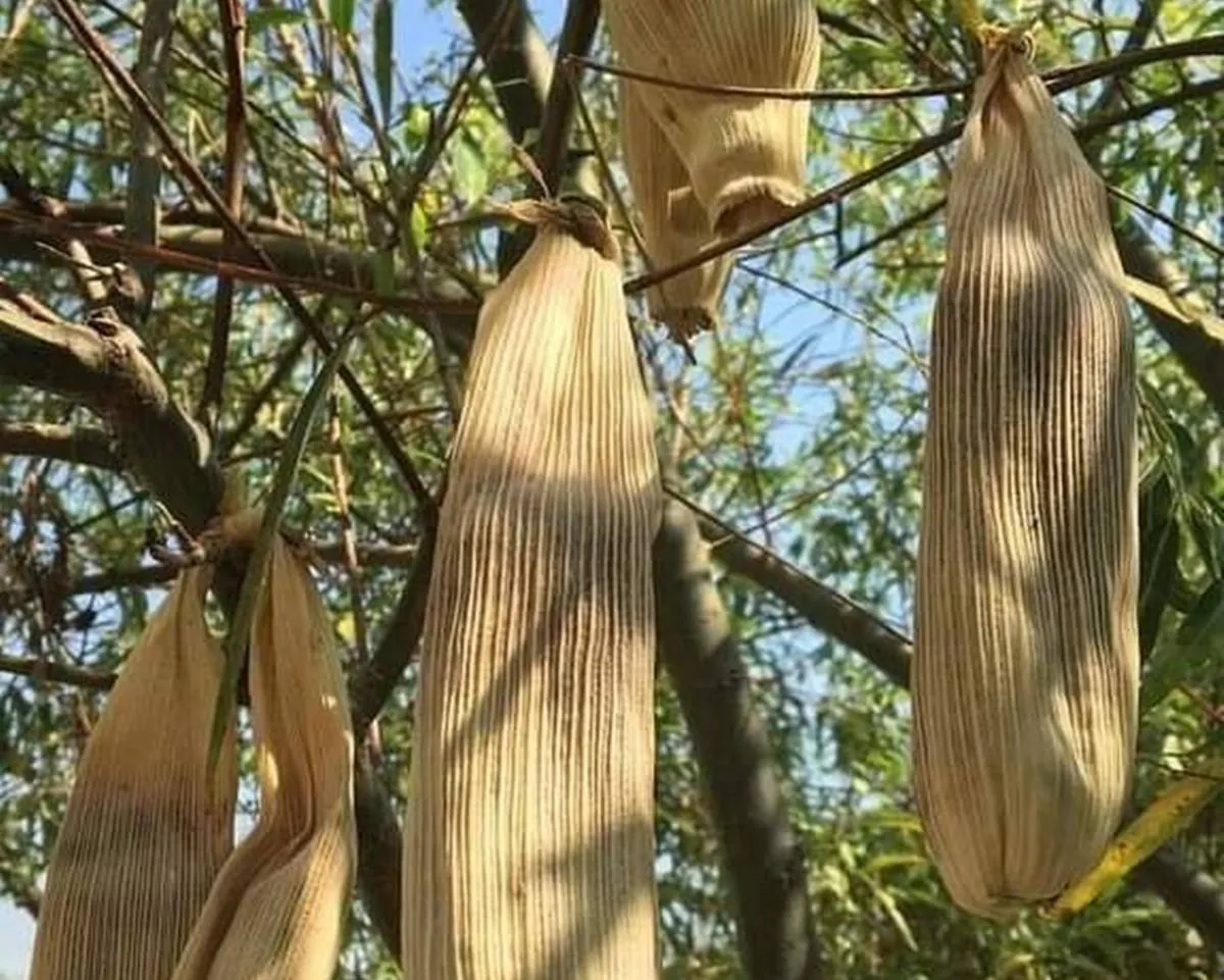 Colgados, como Judas, así son los tamales tradicionales de Chapultepec