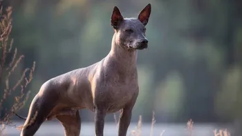 CDMX reconoce como Patrimonio Inmaterial los saberes sobre el xoloitzcuintle