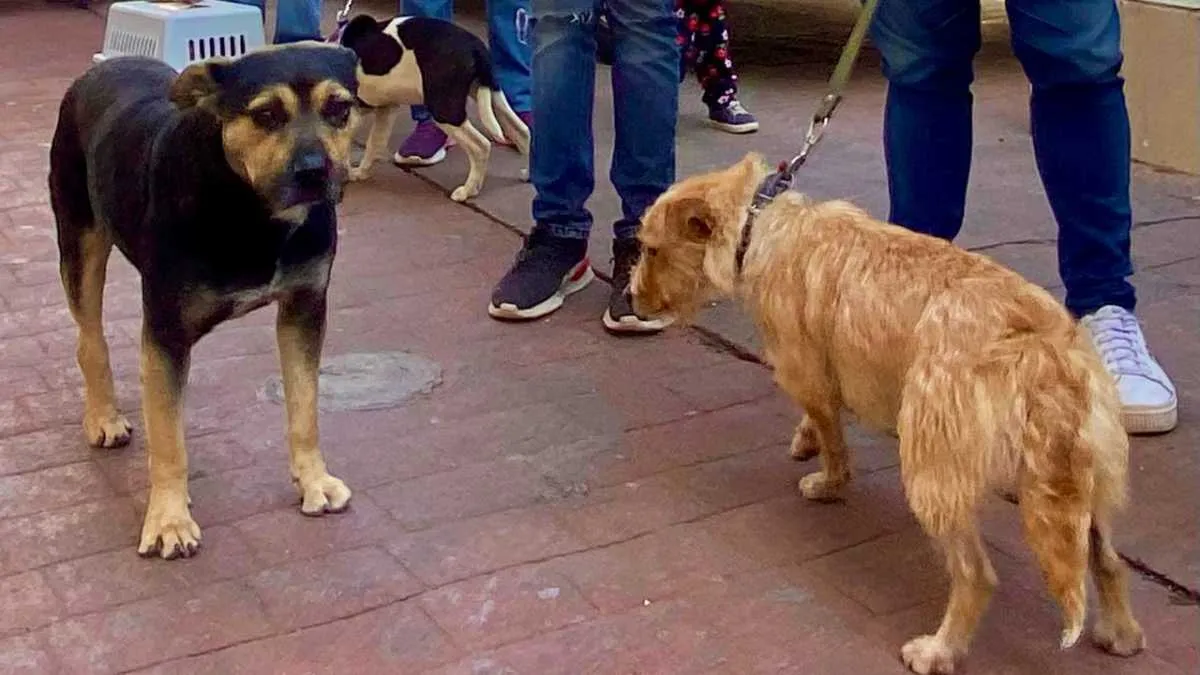 Chicoloapan prepara multas por tirar agua, dejar basura y heces caninas en la calle