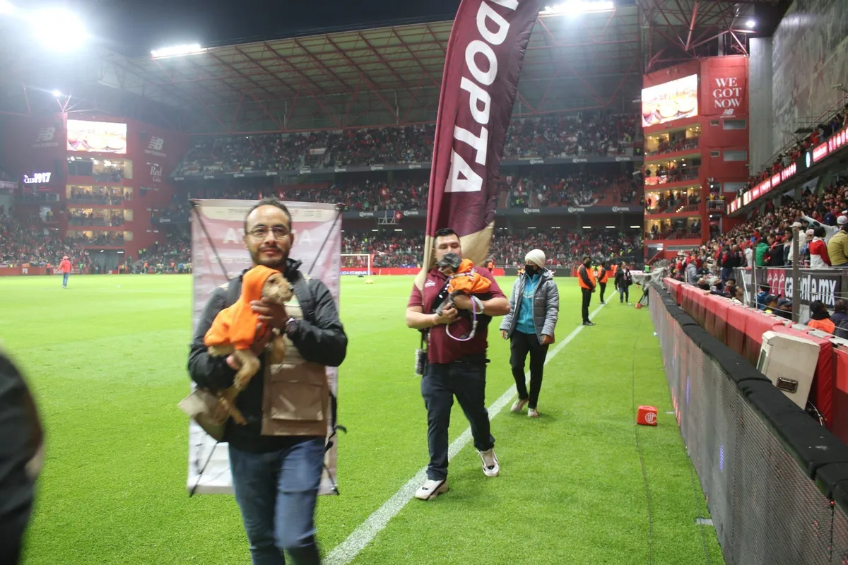 Perritos rescatados buscan hogar durante la final Toluca vs América