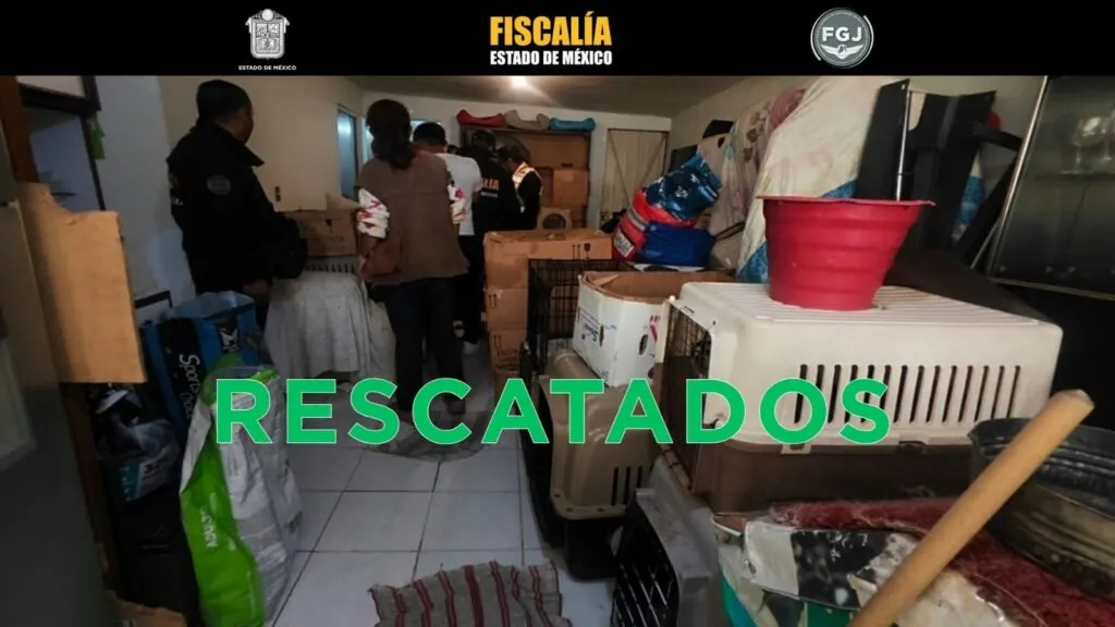 Cateo permite rescate de 33 perros y seis gatos por posible maltrato animal