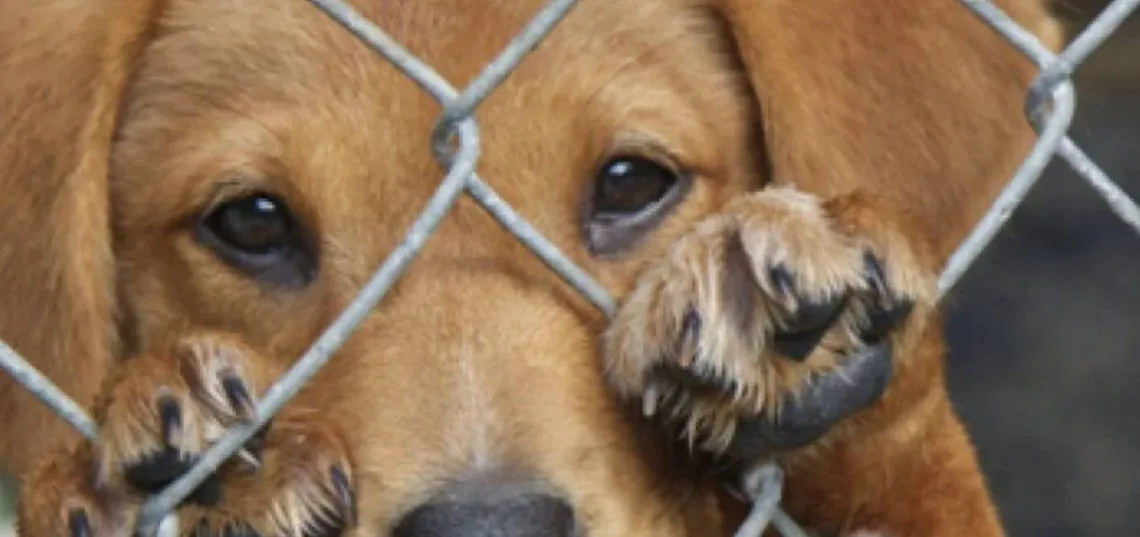 Cómo denunciar el maltrato animal en Edomex