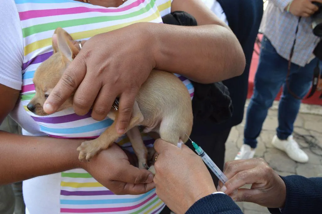 ¿Cuándo vacunar contra la rabia a perros y gatos? Esto dice Salud Edomex