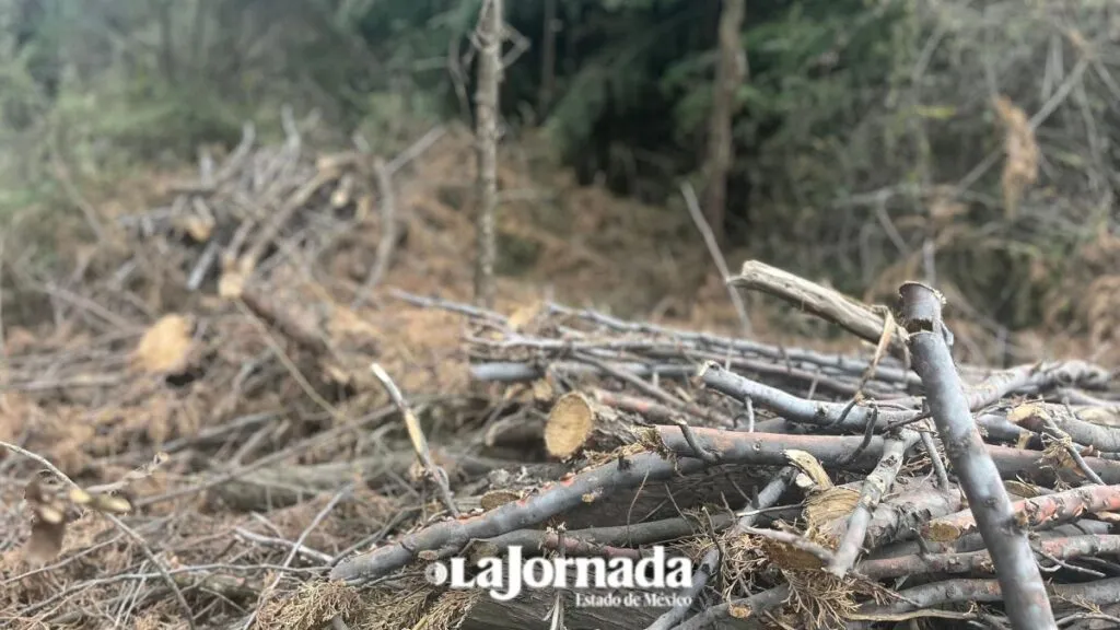 Tala ilegal en el Estado de México: crimen organizado y desafíos ambientales