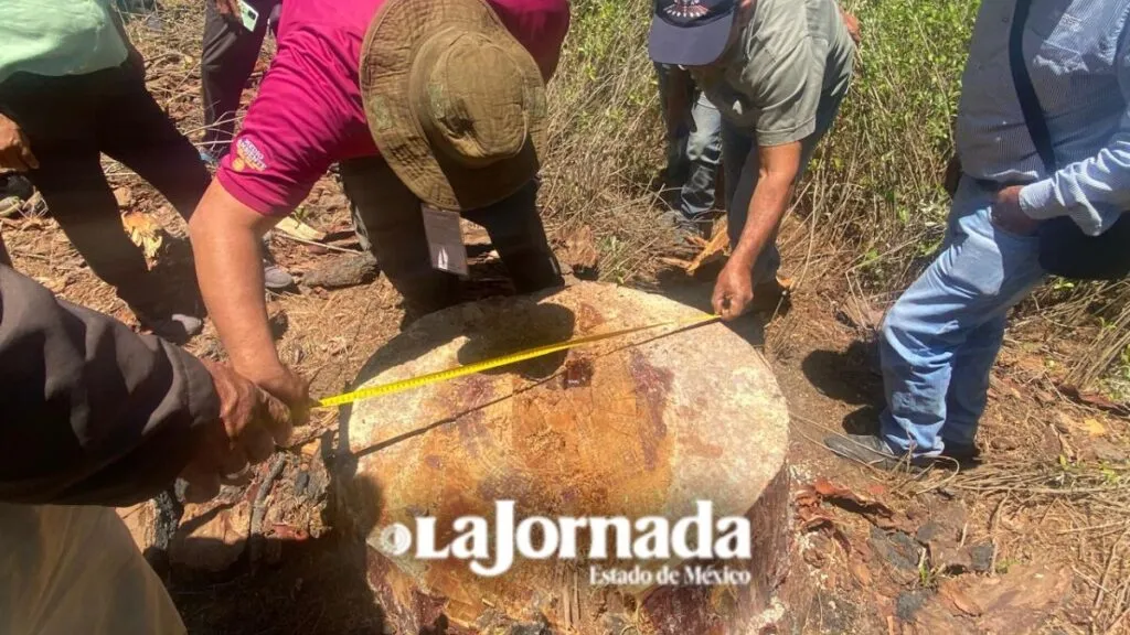 PROFEPA inspecciona Saneamiento Forestal en Chalco tras presuntas irregularidades