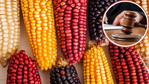 Productores piden penar uso de maíz transgénico y denominación de origen