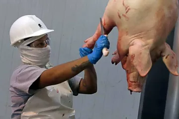 Concluye inspección a rastros del Estado de México