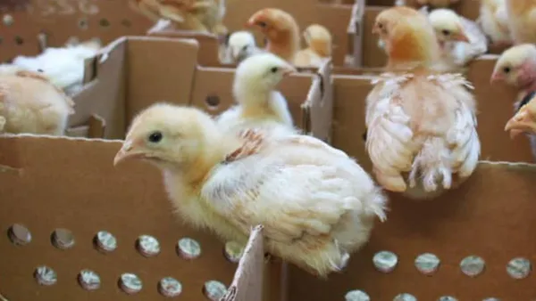 Atlacomulco entrega paquetes de pollos a habitantes