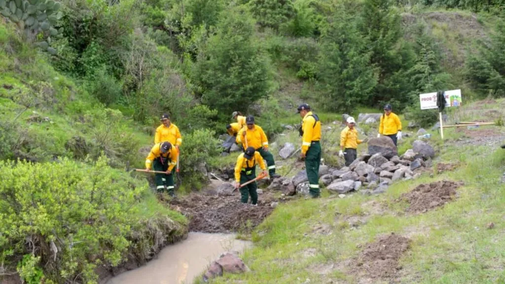 Almoloya de Juárez arranca campaña estatal de reforestación con más de mil participantes